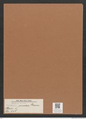 Navicula macra Grun. (de-Toni-Nr.: Genus 1, Species 158) Zeichnungen Sammlung Grunow Mappe 00140 (Herbarium_W_Grunow_drawings_Folder_00140)